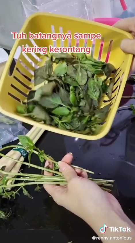 Trik sederhana memisahkan daun kemangi dari batangnya, tanpa ribet