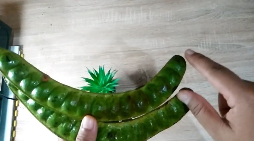 Jangan sampai salah, ini trik memilih petai berkualitas dan bebas ulat