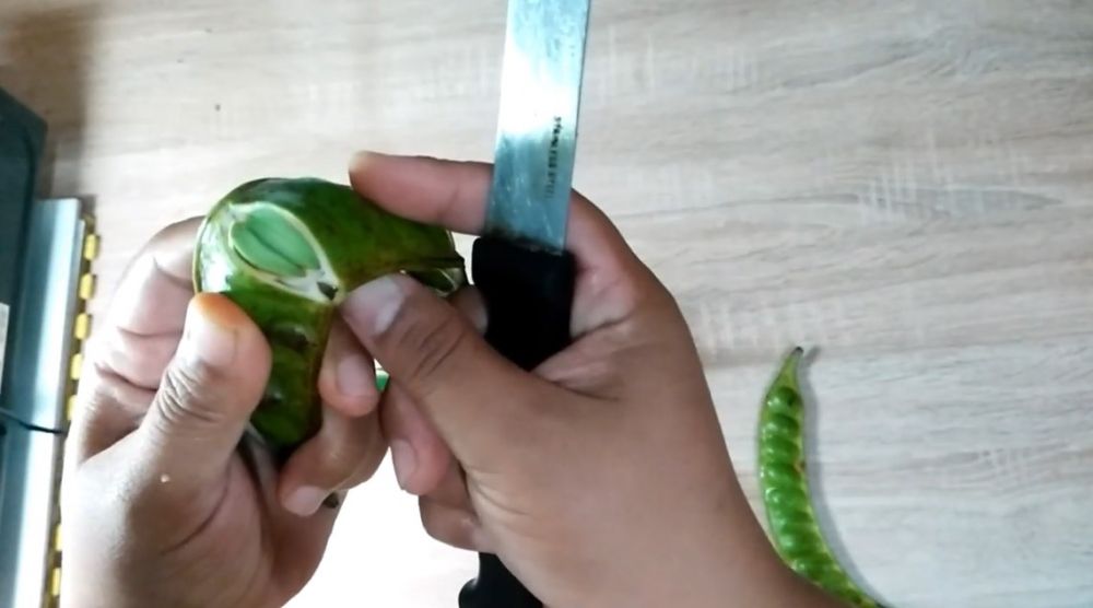 Jangan sampai salah, ini trik memilih petai berkualitas dan bebas ulat