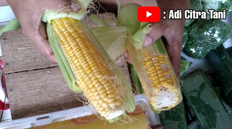 Jangan tertipu, ini cara mudah memilih jagung yang manis dan renyah