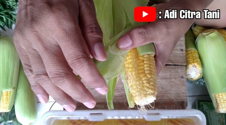 Jangan tertipu, ini cara mudah memilih jagung yang manis dan renyah
