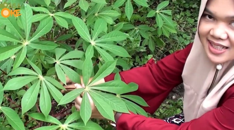 Jangan asal pilih, ini trik memilih daun singkong empuk & antipahit