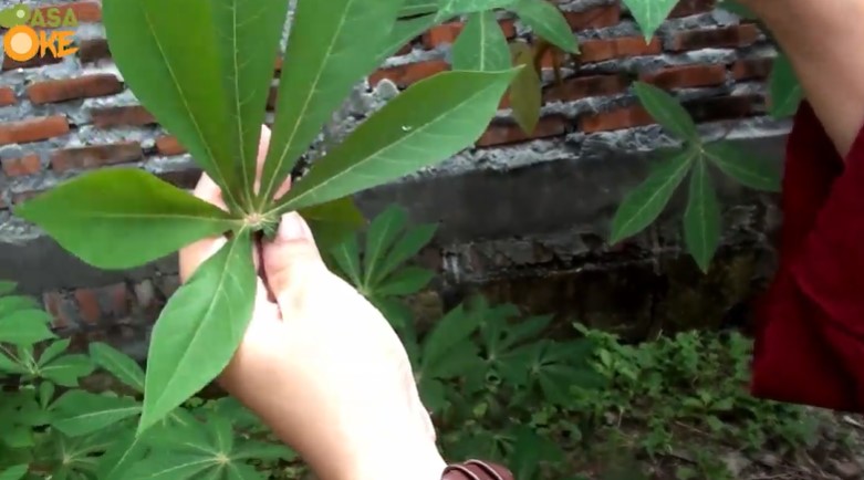 Jangan asal pilih, ini trik memilih daun singkong empuk & antipahit