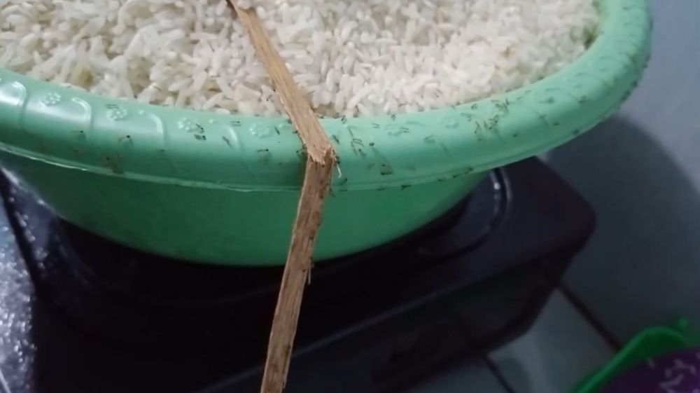 Tak banyak yang tahu, begini trik mudah basmi semut di tumpukan beras