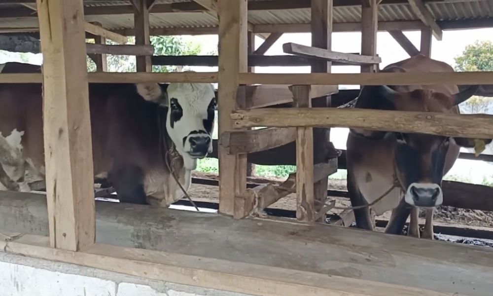 Kisah petani sayur Majalengka, omzet sekali panen bisa kebeli mobil YouTube/Rizquana Channel