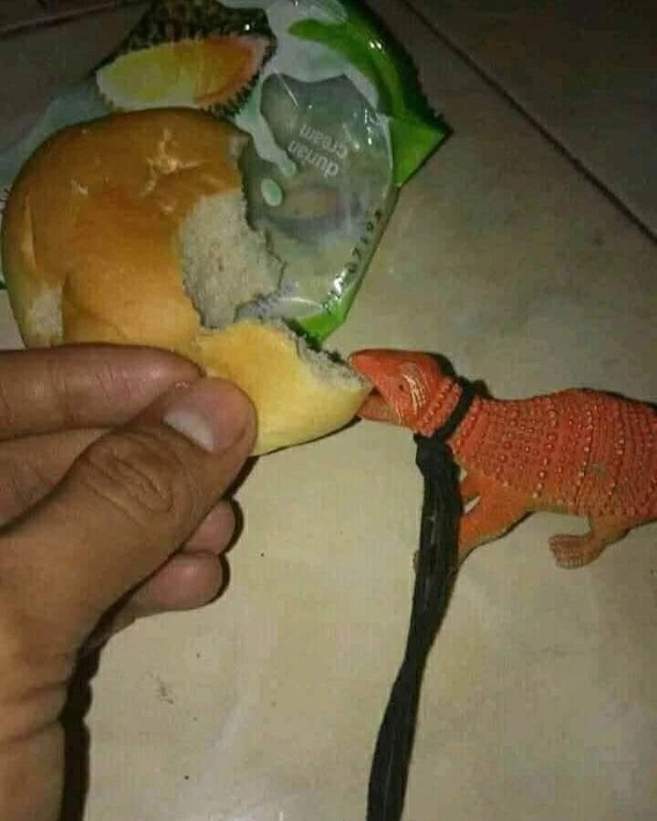 mirip hewan bikin kaget penampakannya © berbagai sumber