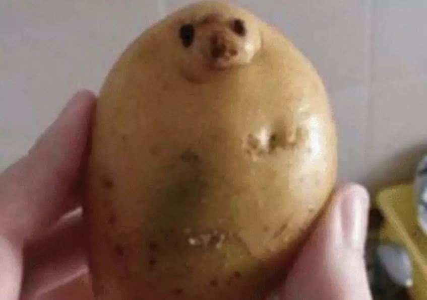 mirip hewan bikin kaget penampakannya © berbagai sumber