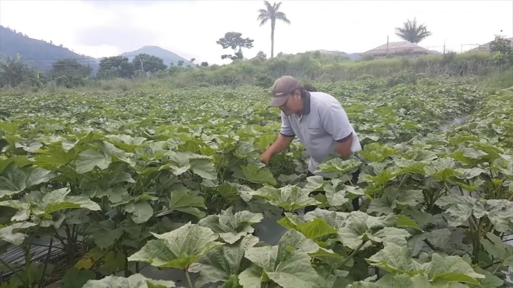 Ken Ken Wiro Sableng jadi petani © berbagai sumber
