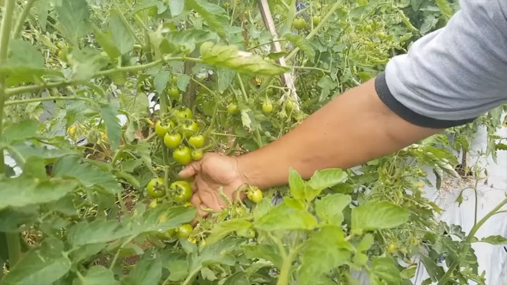 Ken Ken Wiro Sableng jadi petani © berbagai sumber