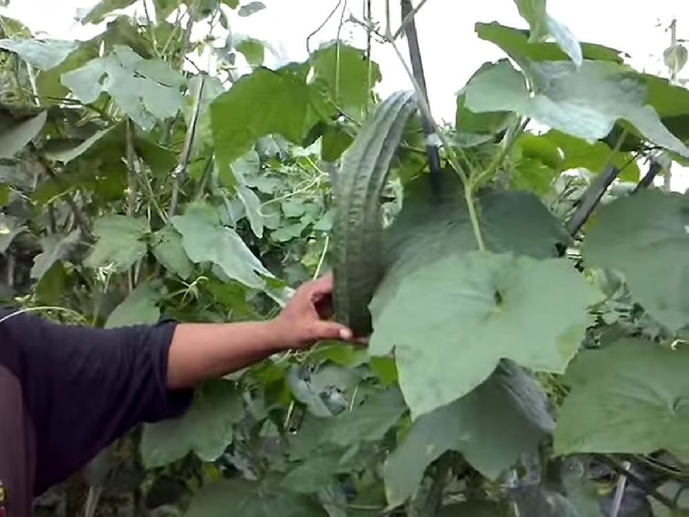 Ken Ken Wiro Sableng jadi petani © berbagai sumber