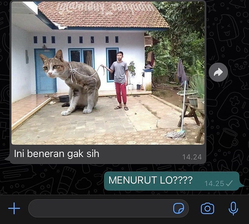 udah tanya serius malah dibalas cuek © berbagai sumber