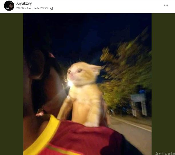 status suka duka punya kucing © berbagai sumber