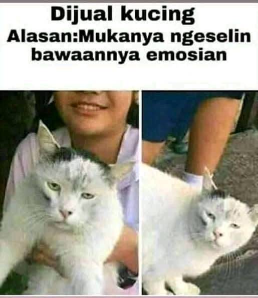 status suka duka punya kucing © berbagai sumber