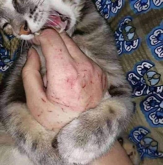 status suka duka punya kucing © berbagai sumber