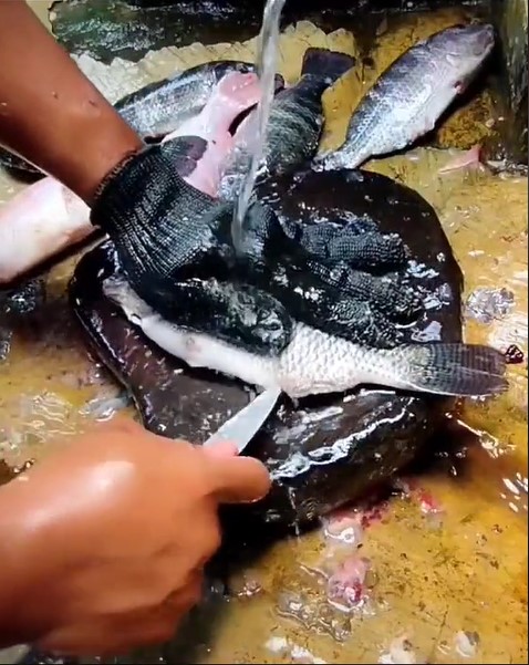 Cara bersihkan ikan mas agar empedu tak pecah dan pahit saat dimasak