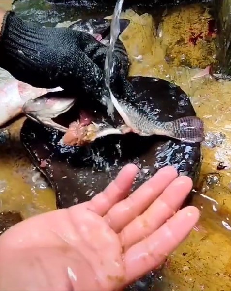 Cara bersihkan ikan mas agar empedu tak pecah dan pahit saat dimasak