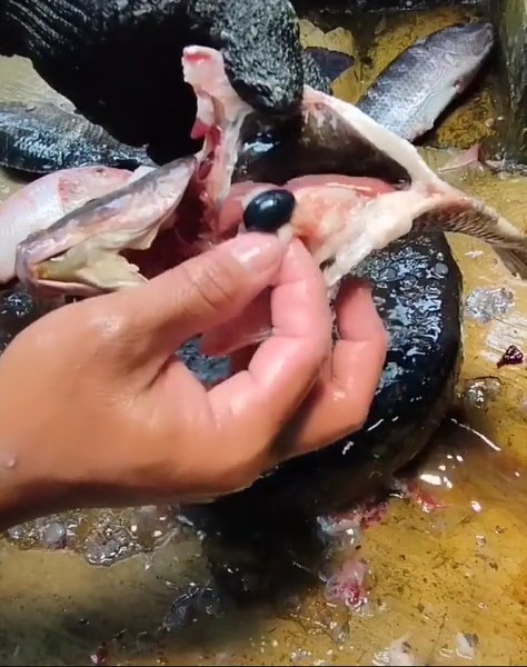 Cara bersihkan ikan mas agar empedu tak pecah dan pahit saat dimasak