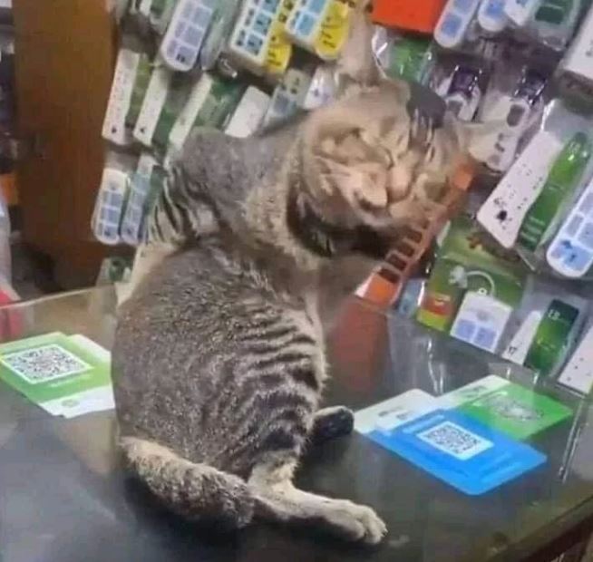 hewan cosplay jadi penjual © 2022 berbagai sumber