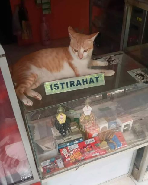 hewan cosplay jadi penjual © 2022 berbagai sumber