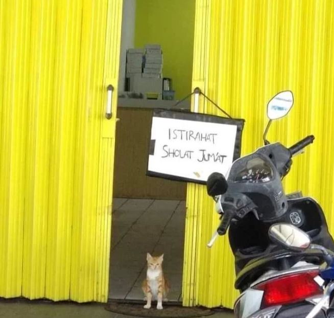 hewan cosplay jadi penjual © 2022 berbagai sumber