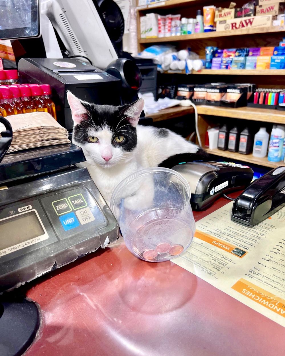 hewan cosplay jadi penjual © 2022 berbagai sumber