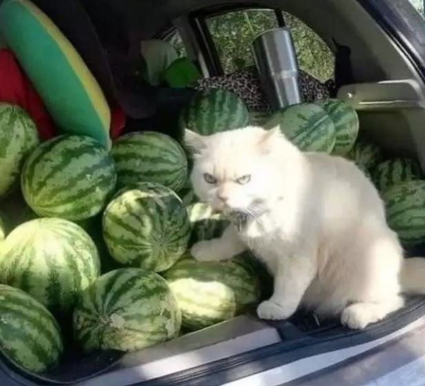 hewan cosplay jadi penjual © 2022 berbagai sumber