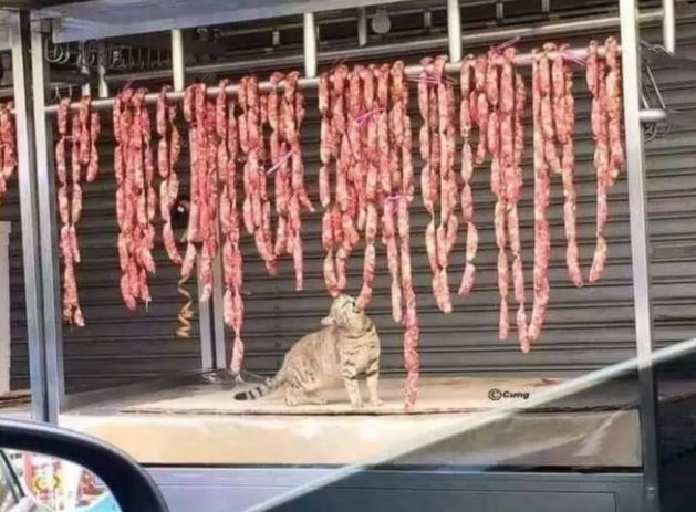 hewan cosplay jadi penjual © 2022 berbagai sumber