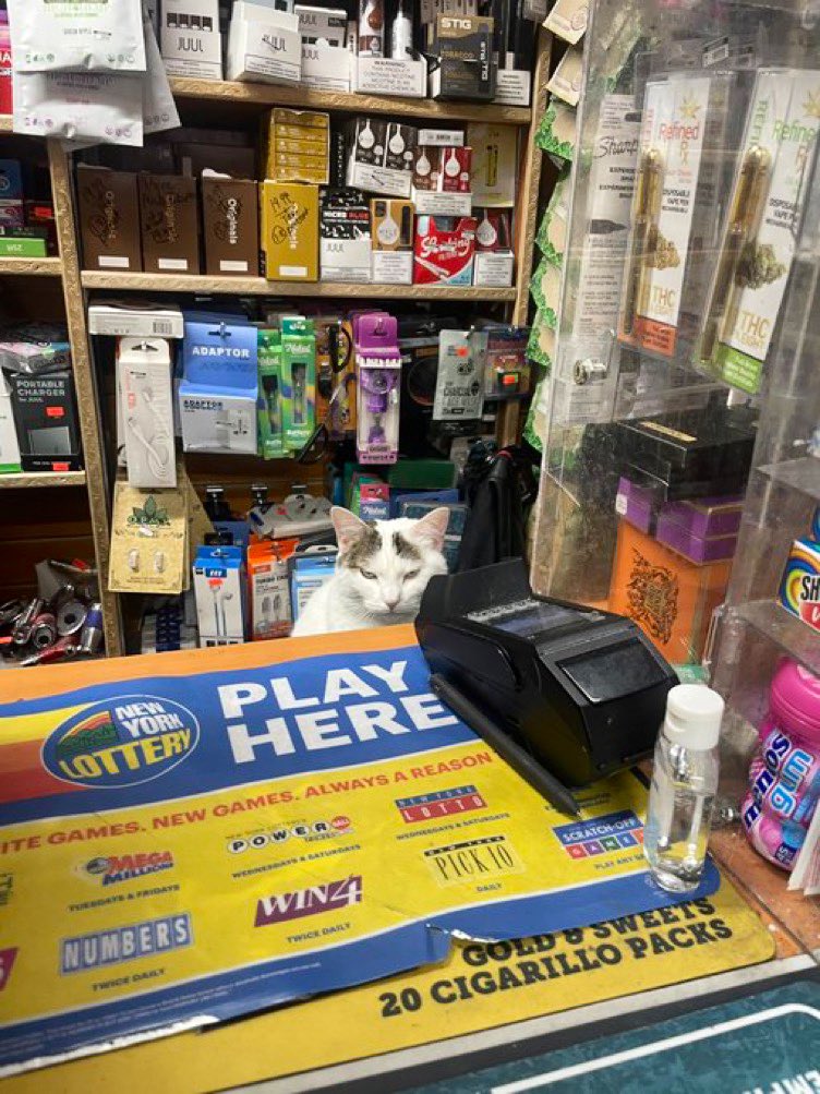 hewan cosplay jadi penjual © 2022 berbagai sumber