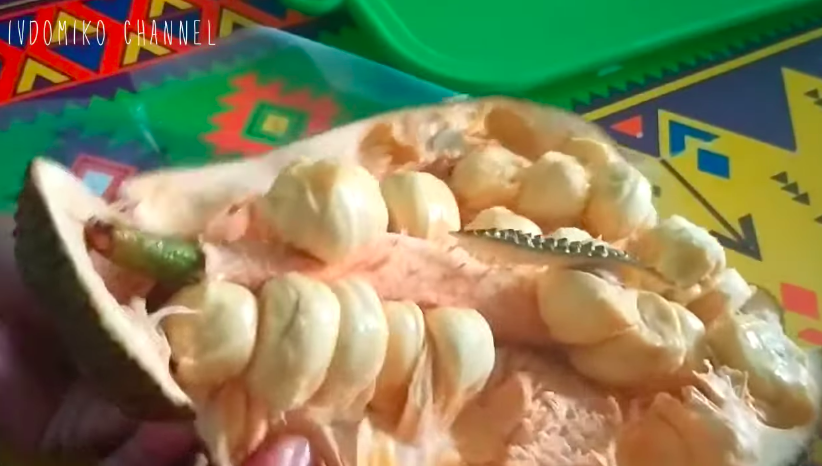 Cara mudah mengupas cempedak agar terbebas dari getah