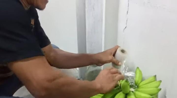 Trik mudah mematangkan pisang secara alami, pakai satu bahan dapur