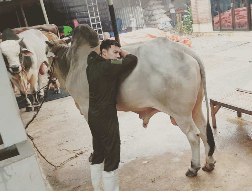 raja ftv kini jadi peternak sapi © instagram