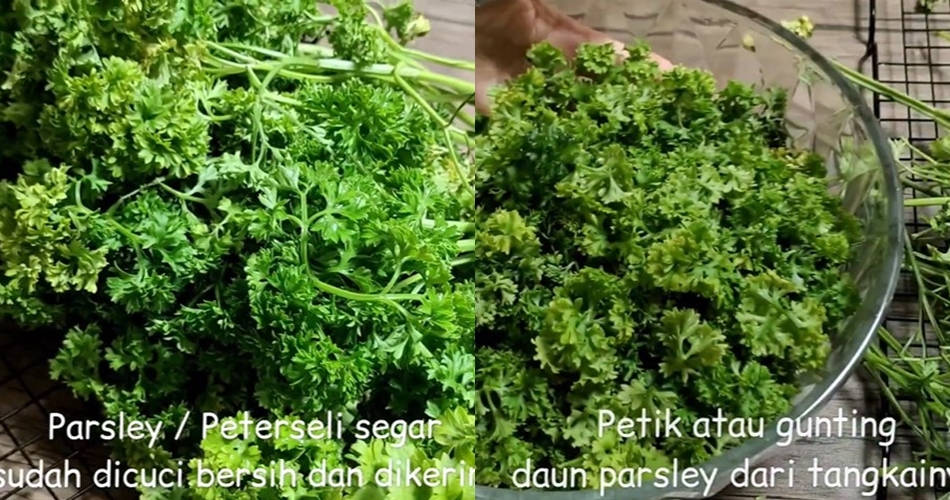 5 Cara bikin bubuk parsley homemade, awet sampai 3 tahun