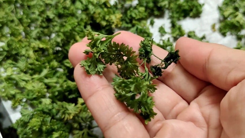 5 Cara bikin bubuk parsley homemade, awet sampai 3 tahun