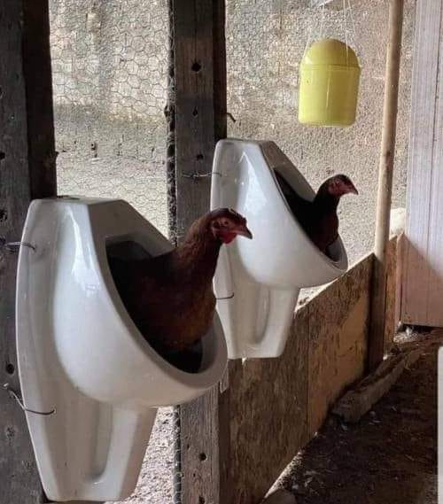 potret lucu kandang ayam © berbagai sumber potret lucu kandang ayam © berbagai sumber