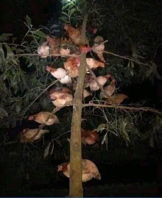 potret lucu kandang ayam © berbagai sumber potret lucu kandang ayam © berbagai sumber