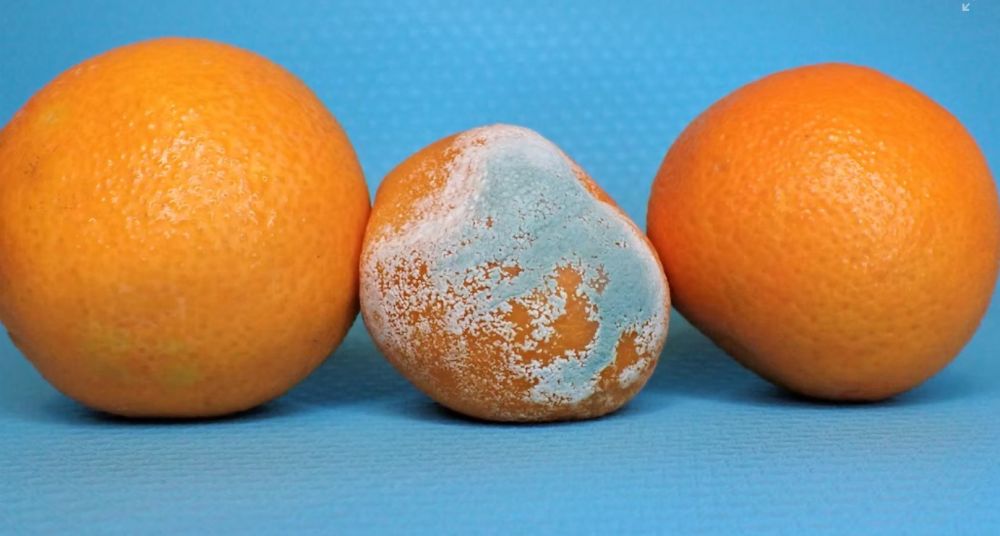 Bobot turun 30 kg, ini 10 makanan yang dihindari Asri Welas saat diet