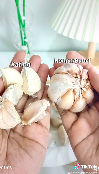 Jangan sampai keliru, ini 5 perbedaan bawang putih honan dan kating