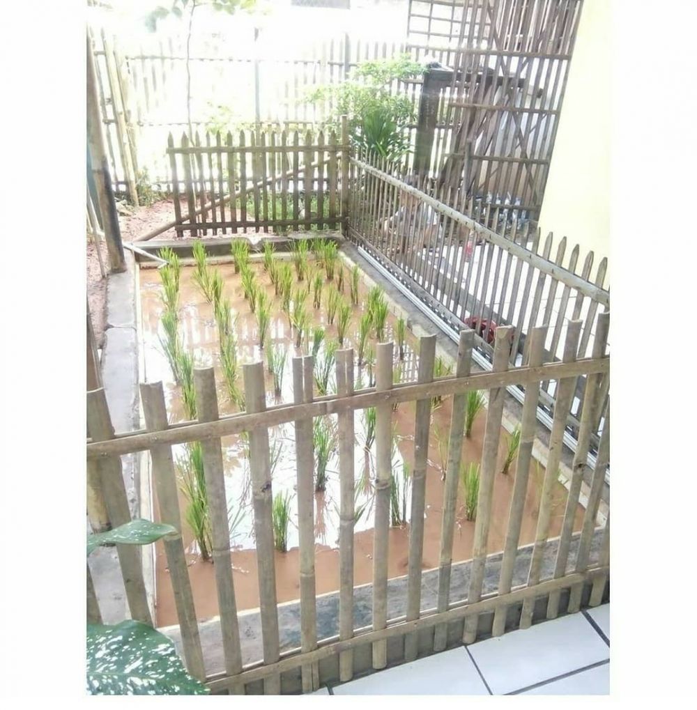 lahan sempit dimanfaatkan secara maksimal © berbagai sumber lahan sempit dimanfaatkan secara maksimal © berbagai sumber