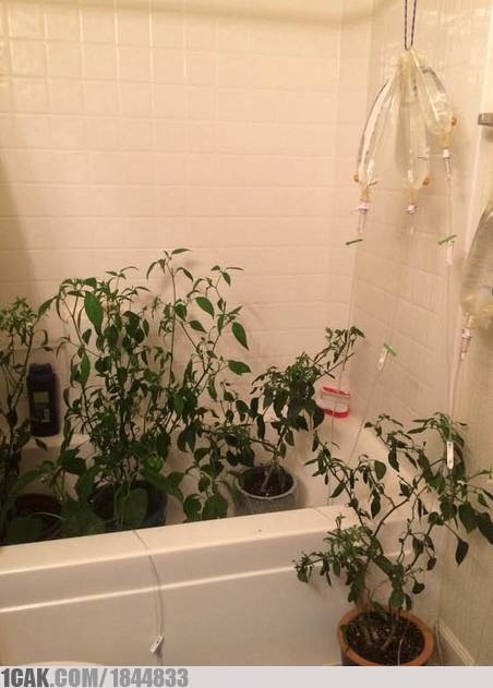 ide nyeleneh bercocok tanam © berbagai sumber ide nyeleneh bercocok tanam © berbagai sumber