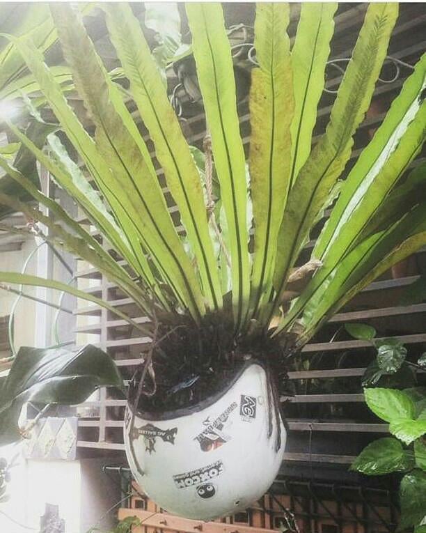 ide nyeleneh bercocok tanam © berbagai sumber