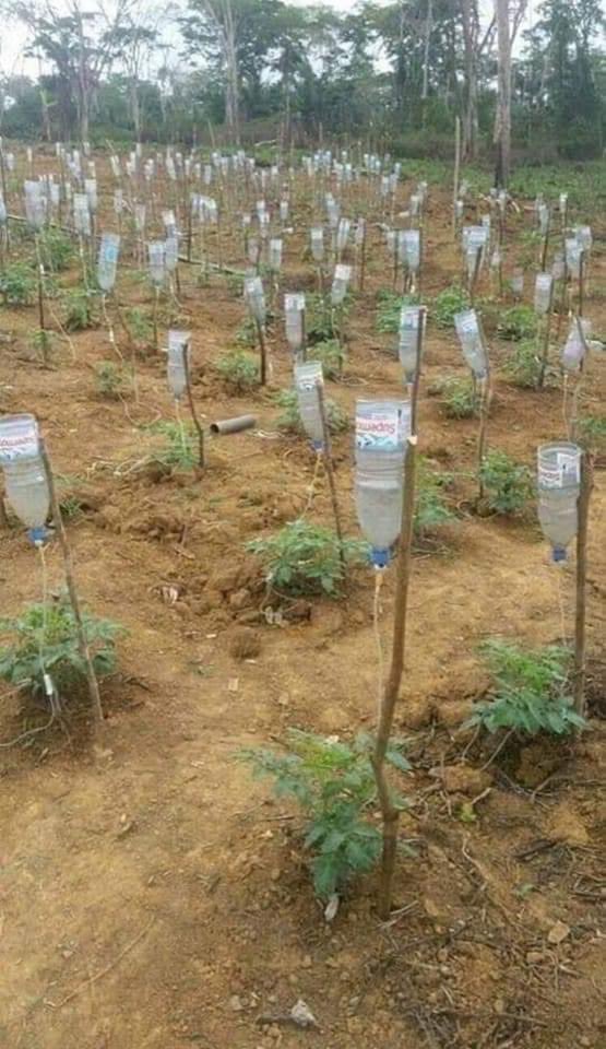 ide nyeleneh bercocok tanam © berbagai sumber