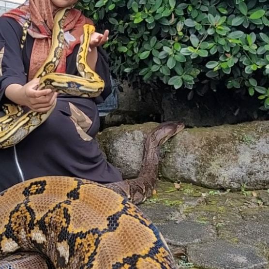 Bak sahabatan, 9 potret gadis berhijab asyik santai bareng ular jumbo