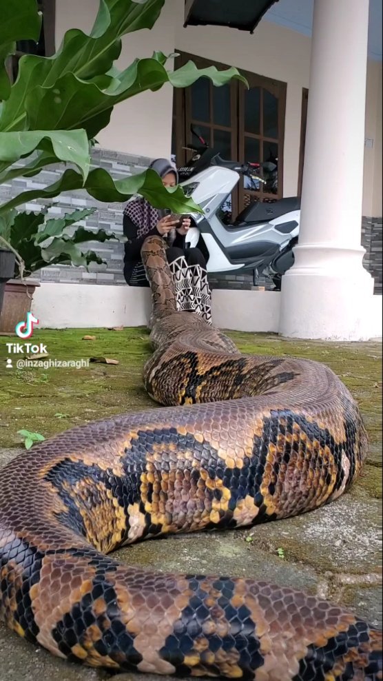 cewek bersahabat dengan ular besar © berbagai sumber