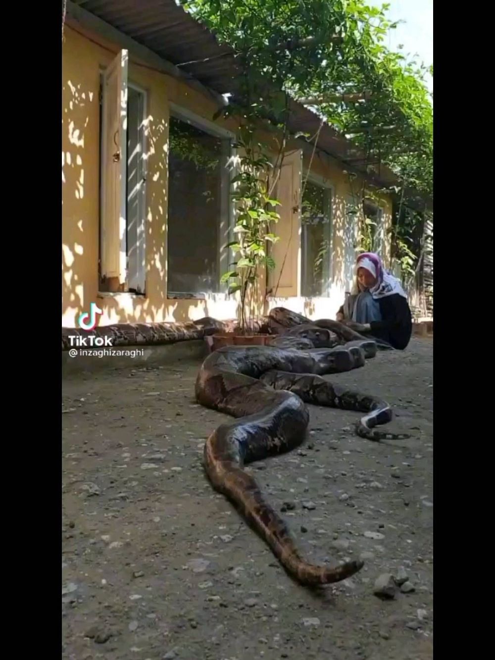 Bak sahabatan, 9 potret gadis berhijab asyik santai bareng ular jumbo
