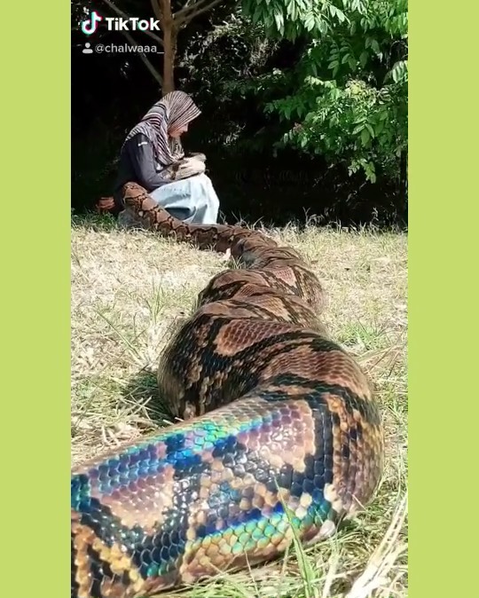 cewek bersahabat dengan ular besar © berbagai sumber