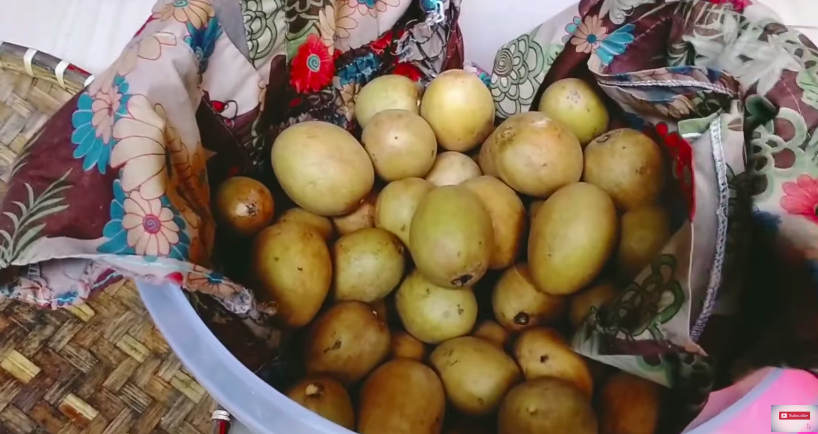 Cara mematangkan buah sawo secara alami, cuma pakai dua bahan