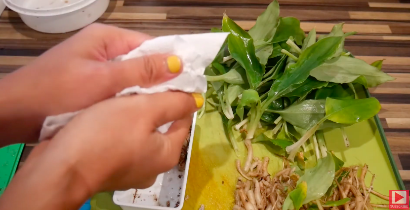 Cara menyimpan kencur agar tetap segar dan tahan hingga setahun