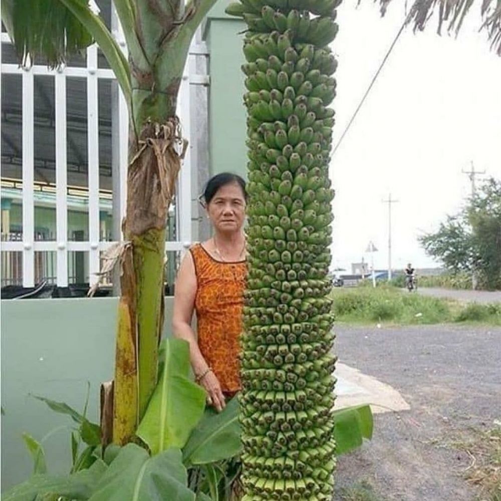 13 Penampakan nyeleneh di pohon pisang, ada yang bikin jantungan