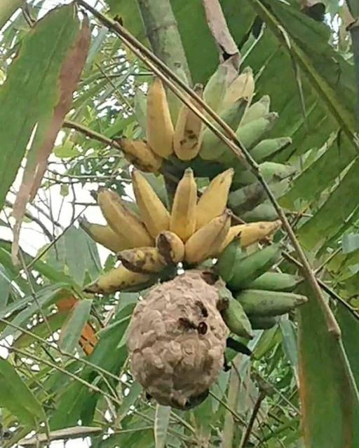 penampakan di pohon pisang © berbagai sumber