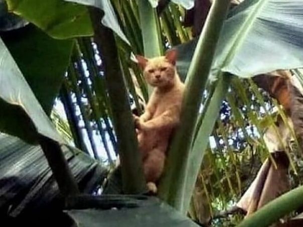 penampakan di pohon pisang © berbagai sumber